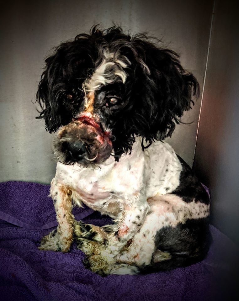 Murphysboro abused dog